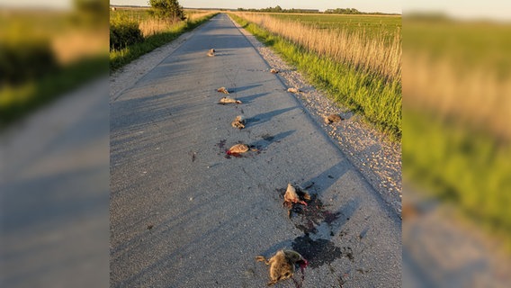 Geköpfte Graugänse auf einer Straße auf Föhr. © Sabine Artz 