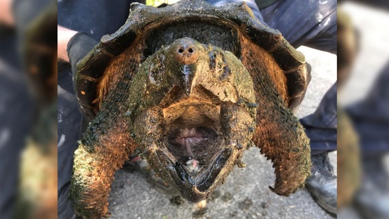 Eine Geierschildkröte wird in die Kamera gehalten. © Wildtierstation im Kreis Pinneberg 