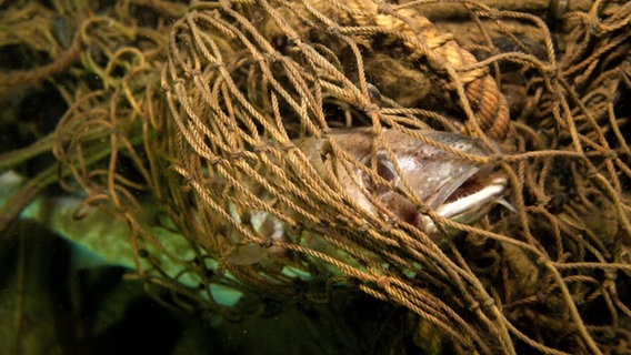Ein Dorsch hat sich in einem Geisternetz verfangen. © picture alliance / dpa | Wolf Wichmann Foto: Wolf Wichmann