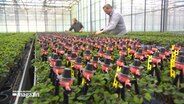Zahlreiche Glücksklee-Pflanzen werden in Gönnebek für den Verkauf an Silvester vorbereitet. © NDR 