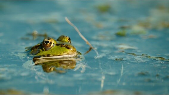 Ein Frosch taucht aus dem Wasser auf © NDR 
