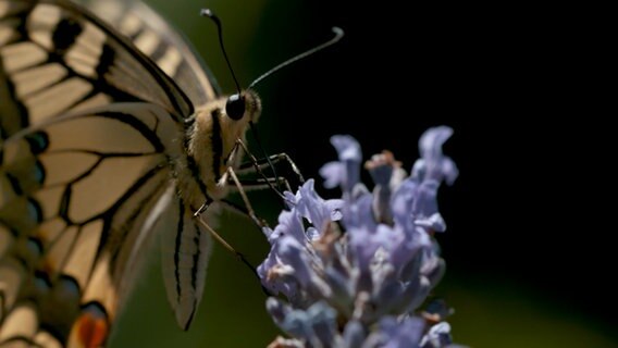 Ein Schmetterling bedient sich am Blütennektar © NDR 