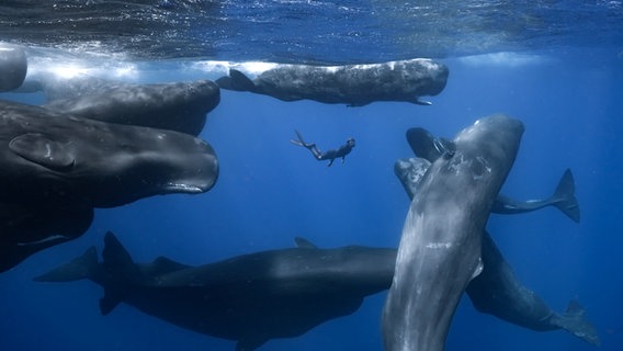 Eine Szene aus dem Film „Patrick and the Whale“ zeigt eine Person unter Wasser mit Wahlen schwimmen. © Marc Fletcher Productions Foto: Marc Fletcher Productions