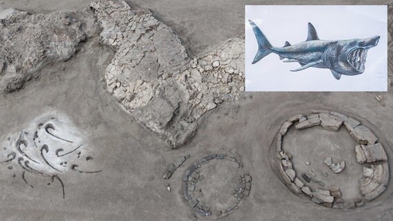 Groß Pampau: elf Millionen Jahre altes Hai-Skelett entdeckt © dpa/picture-alliance Foto: Markus Scholz