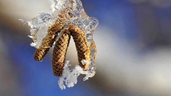 An einem dünnen Ast hängen vereiste Haselnusskätzchen. © imago images Foto: blickwinkel