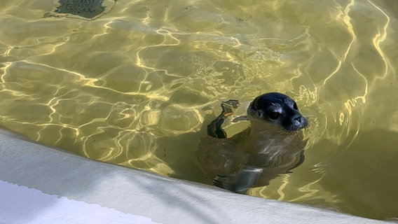 Ein junger Heuler ist in einem Wasserbecken der Seehundstation Friedrichskoog. © NDR Foto: Jonas Salto