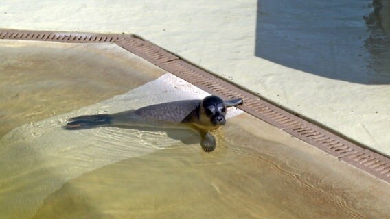 Heuler Meike schwimmt im Aufzuchtbecken der Seehundstation Friedrichskoog. © NDR 