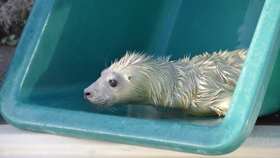 Ein Kegelrobbe robbt aus einer Wanne © Seehundstation Friedrichskoog/dpa Bildfunk Foto: Seehundstation Friedrichskoog/dpa