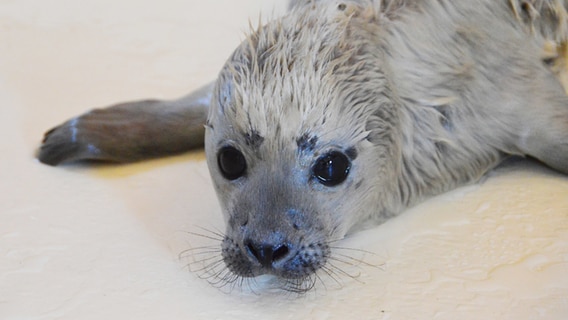 Der kleine Heuler Bosse ist als erster Heuler der diesjährigen Geburtensaison in der Seehundstation Friedrichskoog aufgenommen worden. © dpa-Bildfunk Foto: dpa-Bildfunk