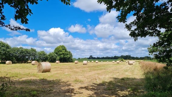 Runde Strohballen liegen auf einem gemähten Feld © Silke Hars Foto: Silke Hars