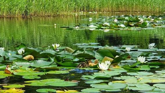 Ein See mit Seerosenblättern, dazwischen verstecken sich kleine Enten © Benjamin Liphardt Foto: Benjamin Liphardt