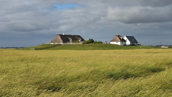 Blick auf die Hamburger Hallig bei bewölktem Himmel mit grünen Wiesen und Häusern im Hintergrund © Elke Drasdo Foto: Elke Drasdo