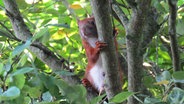Ein Eichhörnchen sitzt im Baum und klammert sich an einem Ast fest. © Corinna Hahn Foto: Corinna Hahn