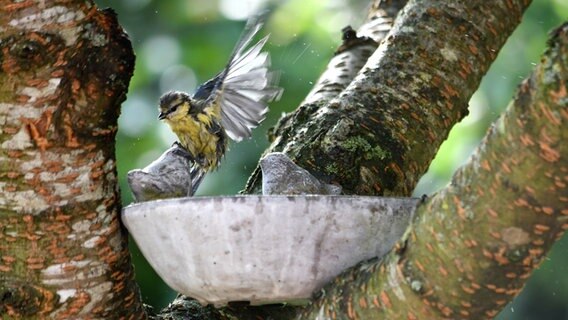 Ein Vogel flattert auf einer Tränke am Baum sitzend. © Grit Esche Foto: Grit Esche
