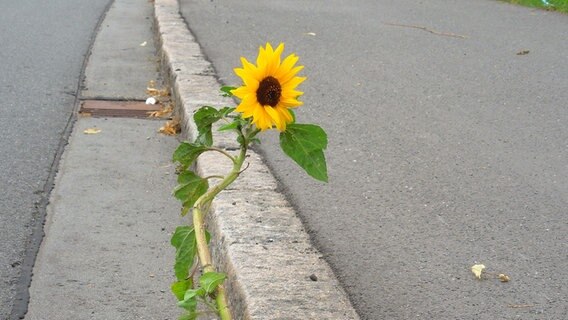 Eine einzelne Sonnenblume blüht am Straßenrand. © Evelyn Bischoff Foto: Evelyn Bischoff