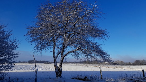 Verschneiter Baum auf einem Feld. © Norman Breckling Foto: Norman Breckling