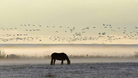 Ein Pferd steht auf der Weide und im Hintergrund fliegen Gänse am Himmel. © Wolfgang Kirsten Foto: Wolfgang Kirsten