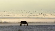 Ein Pferd steht auf der Weide und im Hintergrund fliegen Gänse am Himmel. © Wolfgang Kirsten Foto: Wolfgang Kirsten