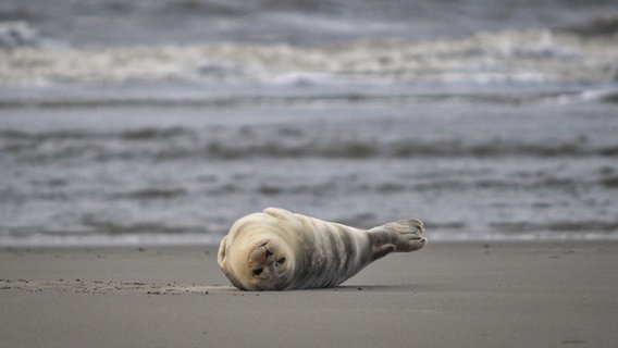 Seehund auf der Sandbank von St. Peter Ording © Annika Dohrn Foto: Annika Dohrn