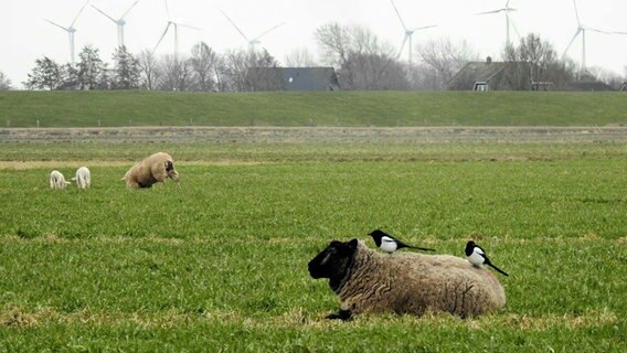 Auf dem Rücken eines Schafs sitzen zwei Elstern. © Michael Fugmann Foto: Michael Fugmann