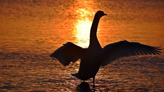 Silhouette eines Schwans im Sonnenaufgang am Strand von Wasserslebe. © Torsten Reder Foto: Torsten Reder