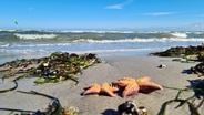 Seesterne und Algen am Strand der Ostsee. © Bodo Oppermann Foto: Bodo Oppermann