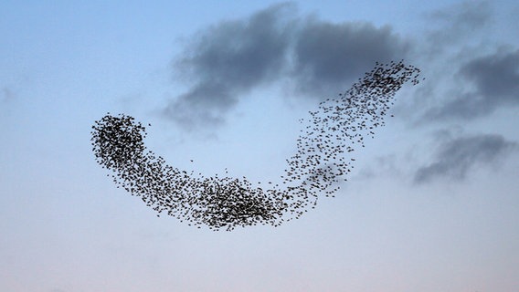 Ein großer Schwarm Stare fliegt unter blauem Himmel mit kleinen Wolken. © Franziska Kolm Foto: Franziska Kolm