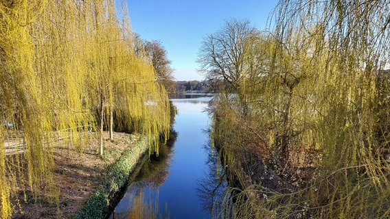 Äste und Zweige, die langsam wieder grün werden, hängen über einem Kanal, der in einen See mündet. © Heike Henning Foto: Heike Henning