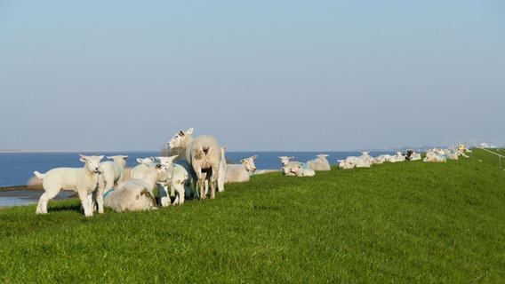 Zahlreiche Schafe und Lämmer stehen und liegen auf einem Deich an der Elbe. © Karl Kautz Foto: Karl Kautz