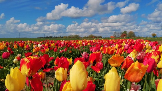 Tulpenfeld bei Meldorf in Dithmarschen © Hans-Jürgen von Hemm Foto: Hans-Jürgen von Hemm