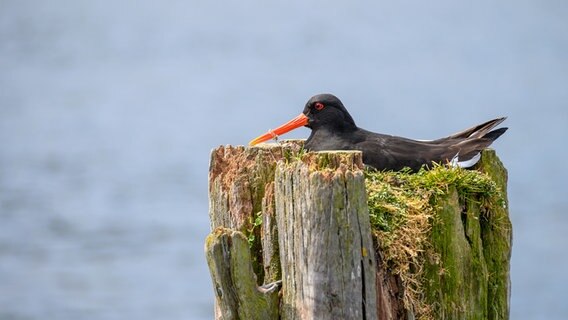 Makroaufnahme von einem Austernfischer, der brütend auf einem Pfahl im Hafen sitzt. © Irk Boockhoff Foto: Irk Boockhoff