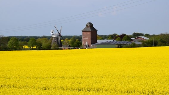 Ein Großes Rapsfeld, dahinter in der Ferne eine Mühle und ein angrenzender Hof. © Selma Teichmann Foto: Selma Teichmann