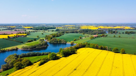 Drohnenaufnahme der Rapsfelder an der Schwentine in Wittmoldt. © Matthias Vollrath Foto: Matthias Vollrath