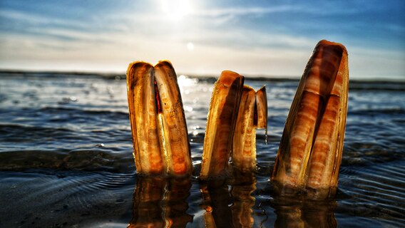 Muscheln am Strand von St. Peter-Ording an der Nordsee. © Achim Otto Foto: Achim Otto