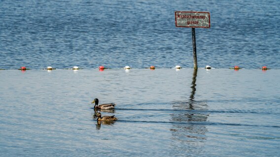 Eine Badestelle in Bordesholm, in dessen Nichtschwimmer-Bereich sich zwei Enten treiben lassen. © Ralf Denguth Foto: Ralf Denguth