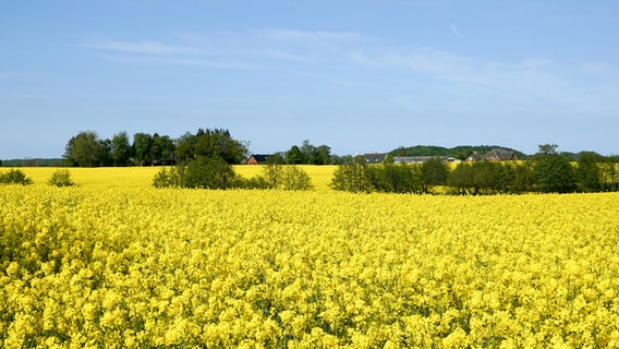 Rapsfeld bei Waabs, am Horizont sind Hausdächer zu sehen. © Gerd Bents Foto: Gerd Bents