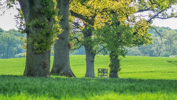 Zwischen mehreren alten Eichen steht eine kleine Ansitzeinrichtung im Grünen. © Gunnar Asmus Foto: Gunnar Asmus