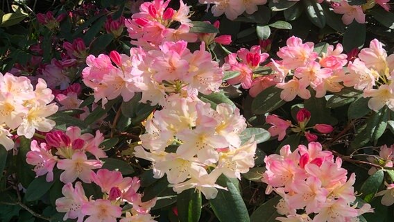 Nahaufnahme eines Rhododendronbusches © Barbara Fritz Foto: Barbara Fritz