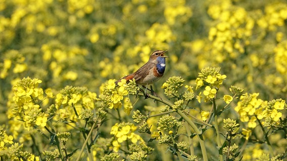 Blaukehlchen in Rapsfeld © Jörg Thieler Foto: Jörg Thieler