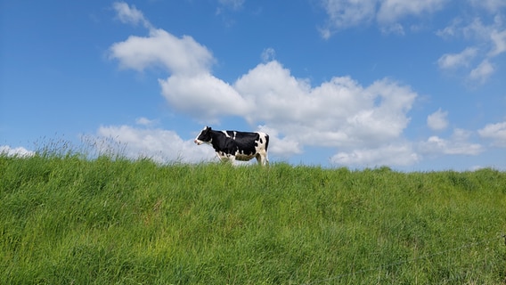 Kuh auf Eiderdeich bei Süderstapel © Jens Weinerdt Foto: Jens Weinerdt