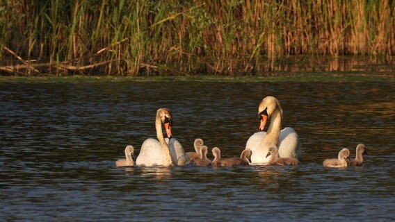 Schwäne mit Jungen schwimmen im Burggraben © Friedrich Neujahr Foto: Friedrich Neujahr