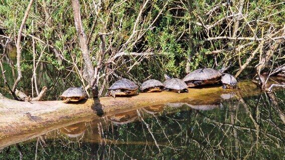Schildkröten sitzen auf einem Baumstamm, der im Wasser liegt. © Wolfgang Hinz Foto: Wolfgang Hinz