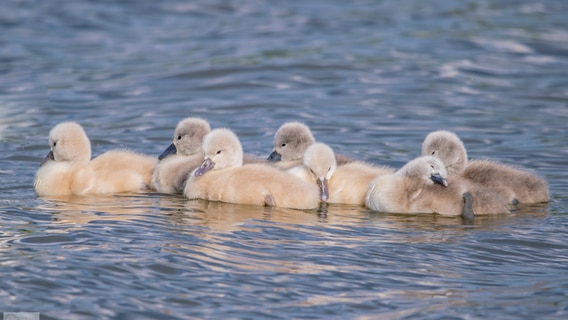 Schwanen-Nachwuchs auf dem Nord-Ostsee-Kanal. © Michael Fründt Foto: Michael Fründt