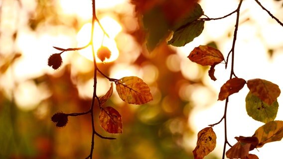 Von der Sonne angestrahlte Blätter und Bucheckern an zwei Ästen. © Hinnerk Siemsen Foto: Hinnerk Siemsen