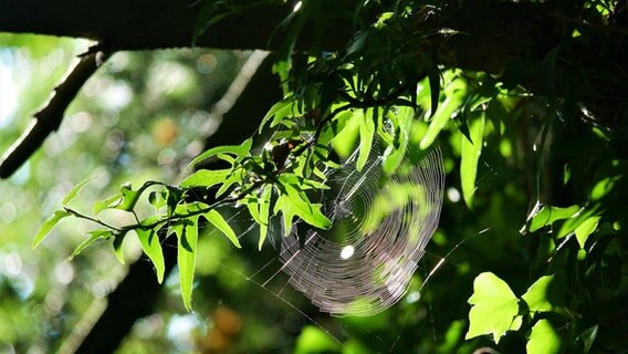 Spinnennetz zwischen Blättern © Birte Schneck Foto: Birte Schneck