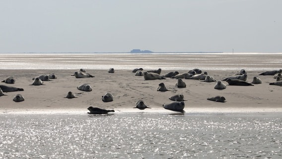 Eine Menge Seehunde sonnen sich auf einer Sandbank vor der nordfriesischen Küste. © Ingo von Oven Foto: Ingo von Oven