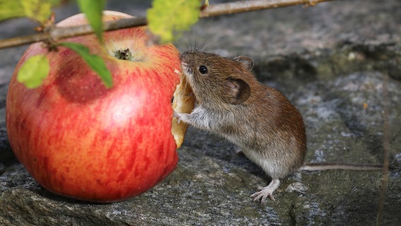 Eine Rötelmaus nagt an einem Apfel. © Dirk Schieder Foto: Dirk Schieder