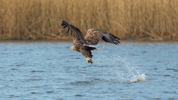 Ein Seeadler gleitet über das Wasser © Jörn Tietje Foto: Jörn Tietje