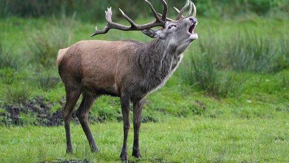 Platzhirsch Lukas ruft in seinem Gehege im Wildpark Eekholt. © dpa-Bildfunk Foto: Marcus Brandt