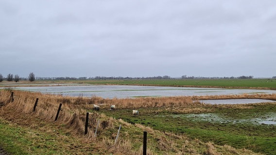 Auf Eiderstedt im Kreis Nordfriesland sind viele Flächen wie diese überschwemmt © NDR Foto: Oliver Kring